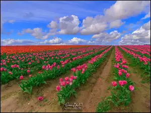 Chmury, Plantacja, Różowe, Tulipany