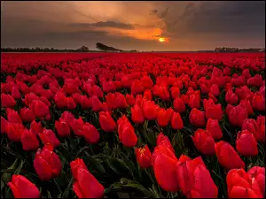 Zachód słońca, Pole, Czerwone, Tulipany