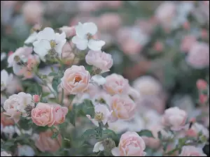 Kwiaty, Krzew, Róże, Różowe, Różany