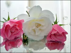 Trzy róże i krople wody