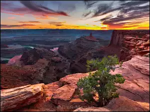 Park stanowy Dead Horse Point, Kanion, Drzewo, Stan Utah, Rzeka Kolorado, Zachód słońca, Stany Zjednoczone, Skały