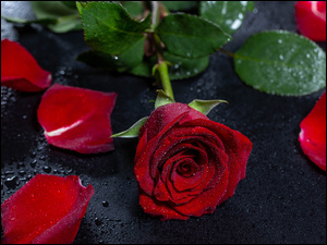 Czerwona róża z kroplami