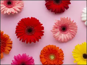 Gerbery, Kwiaty, Kolorowe