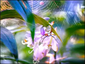 Pająk utkał pajęczynę na kwiatach