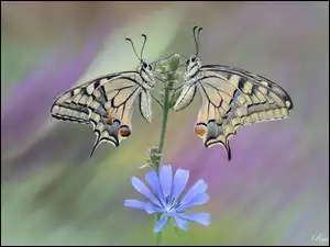 Pazie królowej, Kwiat, Motyle, Dwa, Niebieski