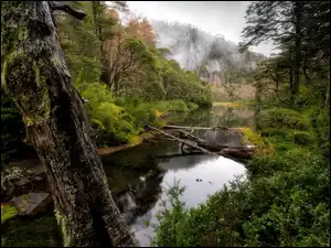 Rzeka, Drzewo, Park Narodowy Huerquehue, Chile, Las, Araucania