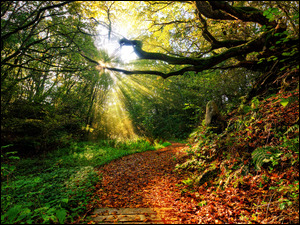Las, Drzewa, Słoneczne, Jesień, Przebijające światło, Ścieżka, Gałęzie