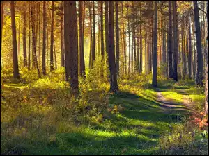 Las, Jesień, Trawa, Światło słoneczne, Drzewa, Ścieżka