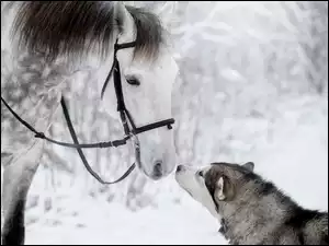 Zima, Koń, Pies, Siberian husky