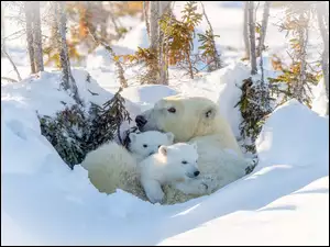 Niedźwiedzica, Drzewa, Niedźwiedzie polarne, Zima, Niedźwiadki