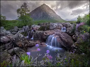Potok, Góra, Kamienie, Kwiaty, Buachaille Etive Mor, Skały, Szkocja, Drzewa