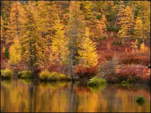 Drzewa, Jesień, Jezioro Jack London, Rosja, Krzewy, Obwód magadański