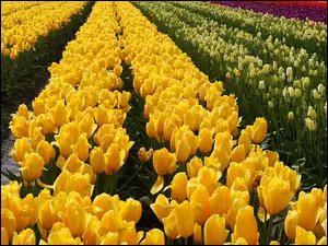 Plantacja, Kwiaty, Kolorowe, Tulipany