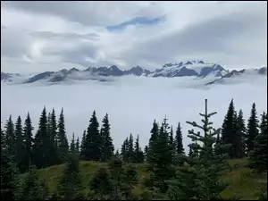 Świerki, Chmury, Drzewa, Góry, Mgła