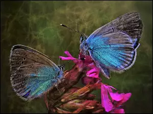 Motyle, Kwiat, Niebieskie, Dwa, Modraszki