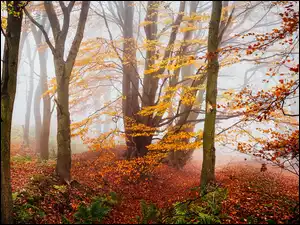 Drzewa, Jesień, Mgła, Las, Roślinność