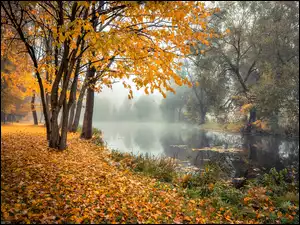 Poranek, Jesień, Drzewa, Rzeka, Mgła