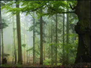 Mgła, Las, Zielone, Drzewa