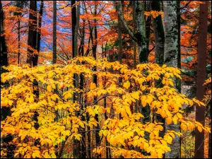 Kolorowe liście w jesiennym lesie