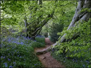 Ścieżka, Kwiaty, Drzewa, Las, Niebieskie