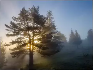 Poranek, Drzewa, Mgła, Wschód słońca