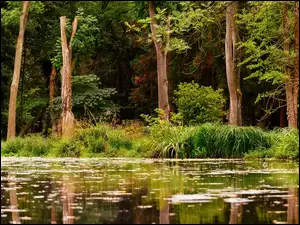 Las w odbiciu jeziora