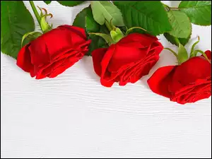 Trzy czerwone róże na desce