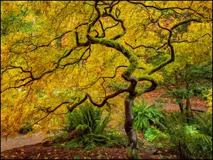 Japoński klon w Parku Arboretum w Seattle