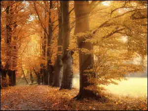 Drzewa, Droga, Słoneczne, Jesień, Światło, Liście, Pożółkłe