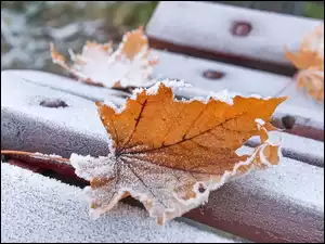 Jesienny liść klonu na oszronionej ławce