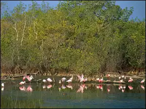 Flamingi, jezioro, drzewa, woda