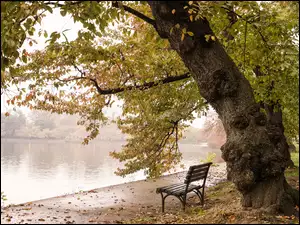 Ławka, Jesień, Jezioro, Drzewo