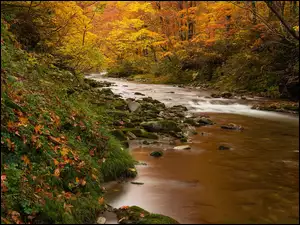 Potok z kamieniami w jesiennym lesie