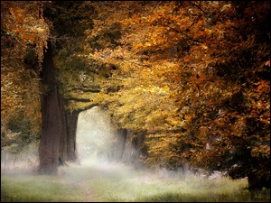 Mgła, Jesień, Las liściasty, Drzewa