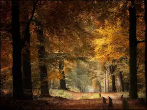 Kolorowy, jesienny las