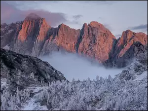 Las, Mgła, Śnieg, Góry, Drzewa