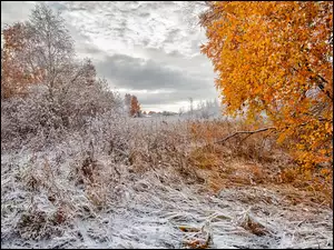 Śnieg, Drzewa, Jesień, Pierwszy
