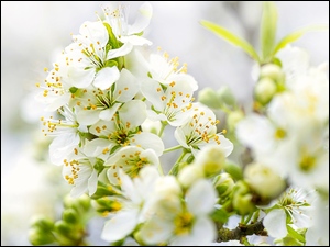Białe kwiaty kwitnącej jabłoni
