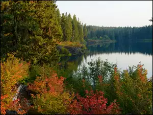 Las, Jezioro, Drzewa, Jesień, Kolorowe, Krzewy