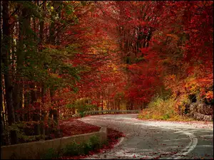 Las, Drzewa, Zakręt, Jesień, Droga, Liście, Czerwone