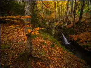 Las, Jesień, Drewniany, Liście, Rzeka, Mostek