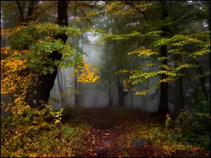 Las, Jesień, Drzewa, Liście, Mgła, Pożółkłe