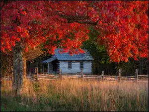 Domek pod drzewem z czerwonymi liśćmi