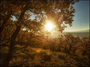Jesień, Drzewa, Promienie słońca, Wzgórza