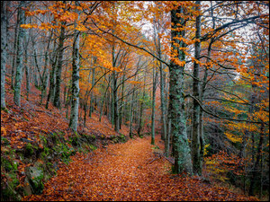 Ścieżka, Jesień, Drzewa, Las, Liście