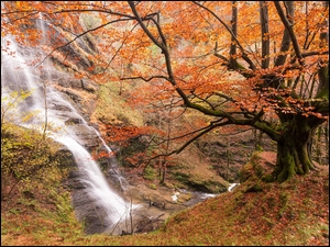 Drzewa, Jesień, Wodospad, Las, Roślinność