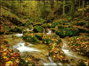 Rzeka, Jesień, Opadłe, Omszałe, Las, Liście, Kamienie, Drzewa