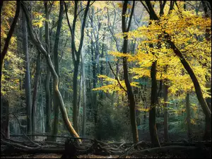 Uschnięte konary pod drzewami w jesiennym lesie