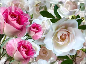 Róże białe i różowe w grafice