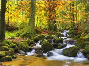 Rzeka, Jesień, Drzewa, Las, Kamienie